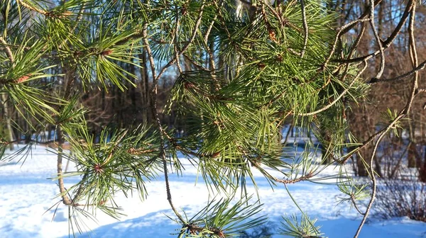 Pine Tree Branches Park — Stockfoto