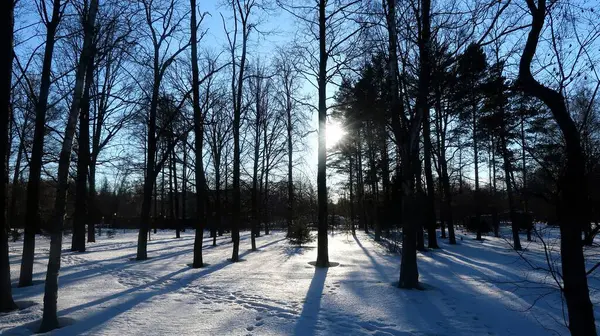 Zimní Krajina Lese — Stock fotografie