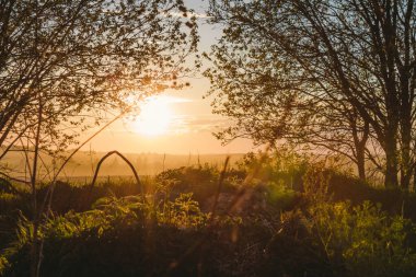 Bir yaz günü gün batımında tarlada akşam fotoğrafı.