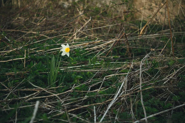 Triste Fleur Solitaire Narcisse Pousse Dans Champ — Photo