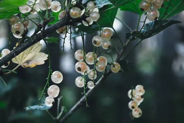 Zweige Weißer Johannisbeeren Hängen Trauben Einem Strauch — Stockfoto