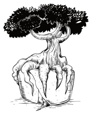 Aşırı gelişmiş bonsai köklerini genişletmeye, saksıyı kırmaya ve dallarını uzatmaya çalışıyor..