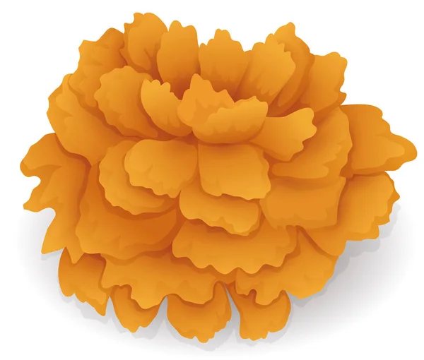 Bella Calendula Fiore Cempasuchil Nella Cultura Messicana Isolato Sfondo Bianco — Vettoriale Stock