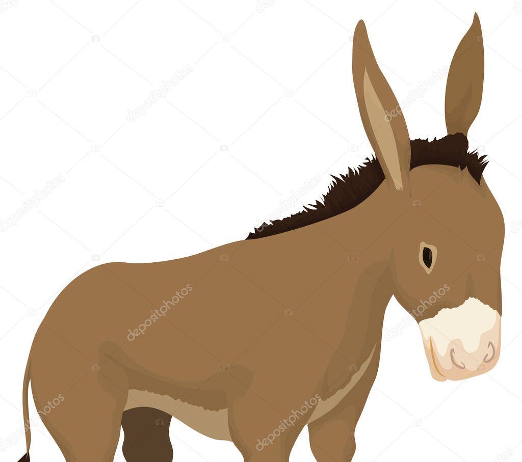 Close-up view of a cute donkey with long ears, tail, brown fur and white spotted snout over white background.
