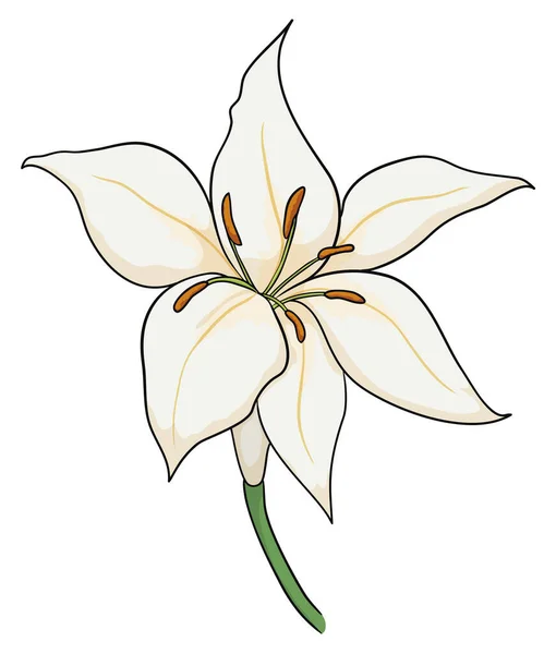 Beautiful Close View White Lilium Stem Design Cartoon Style White — Stock Vector