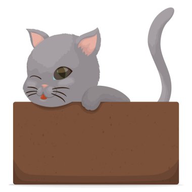 Affectionate gray kitten of blue eyes, winking at you while it waits inside a cardboard box.
