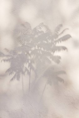 Alçılı beyaz bir duvarda Chamaedorea palmiye ağacının gölgesi.