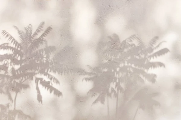 Schatten von einem Baum der Chamaedorea-Palme auf einer verputzten weißen Wand Stockfoto