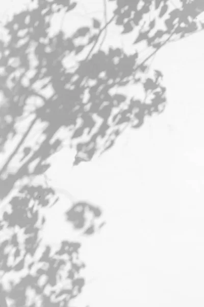 Δέντρα και φύλλα με σκιά σε ένα λευκό τοίχο τσιμεντένιο. Μοτίβο φύλλων. Θαμπό φόντο. — Φωτογραφία Αρχείου