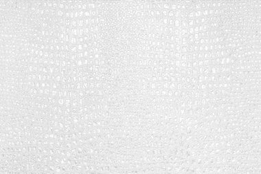 Beyaz piton yılanı, timsah, trend