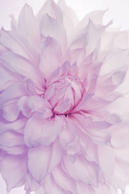 Dahlia 'nın Stüdyo Çekimi Beyaz Arkaplan' da izole edildi. Makro. Tasarımınız için hafif arkaplan.