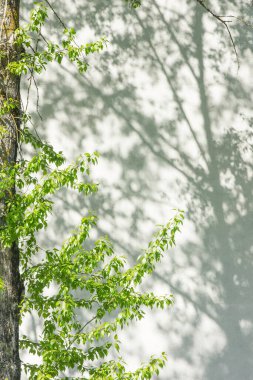 Siyah ve Beyaz soyut arkaplan örtüsü. Beton bir duvar üzerinde gölge yaprağı dokuyucu.