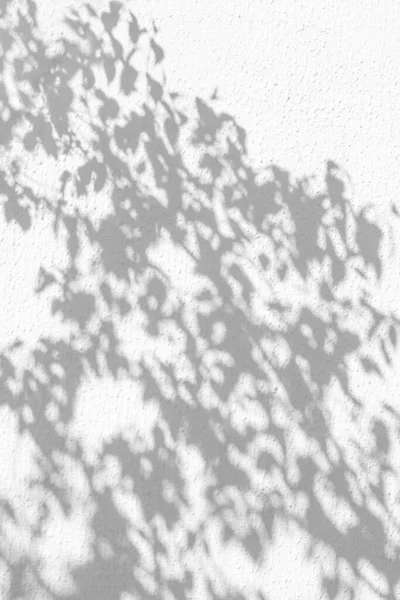 Las sombras de los árboles en la pared enlucida —  Fotos de Stock