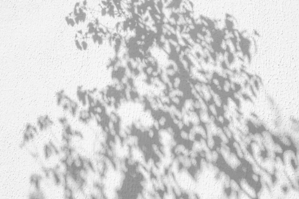 Skuggor från träd på en putsad vägg — Stockfoto