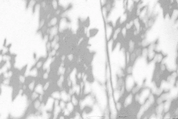 Shadows from trees on a plastered wall — Stock Photo, Image