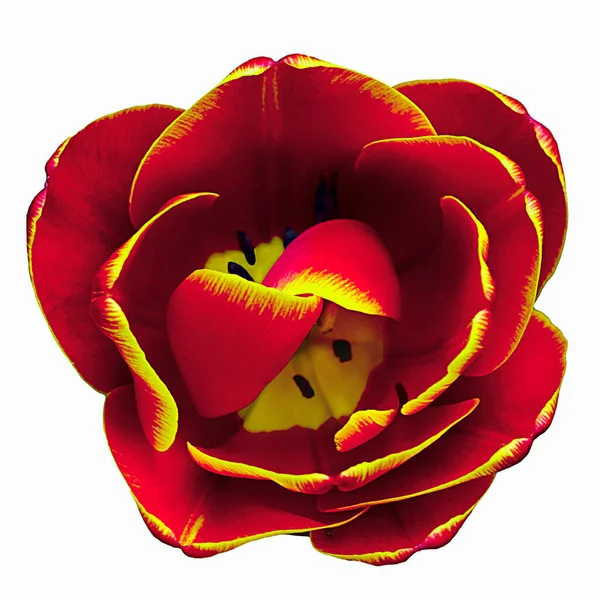 Beautiful red with yellow tulip blooming on a white background — Fotografia de Stock