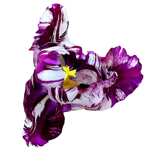 Purple and white close-up of a hybrid tulip isolated on a white background. Purple and white tulip. — Stock Photo, Image