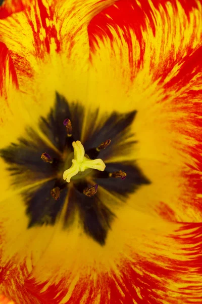 Макро крупним планом красива жовта квітка тюльпанів, фон — стокове фото