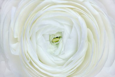Amazing white ranunculuses. White ranunculus background, backdrop for design