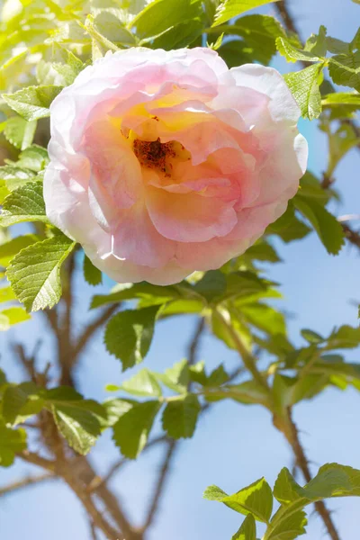 毛深いバラや野生のバラの花を咲かせます 青い空に対して野生のピンクの毛が立ち上がりました — ストック写真