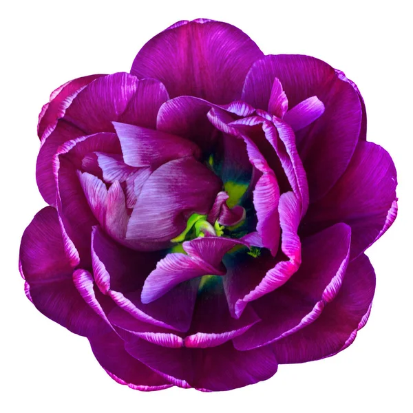 Frottee Tulpe Weinrote Farbe Vereinzelt Auf Weißem Hintergrund Blick Von — Stockfoto