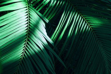 Ağaç palmiyesi yaprakları doğal arka plan için. Eğreltiotu yapraklarının güzelliği