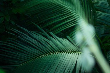 Ağaç palmiyesi yaprakları doğal arka plan için. Eğreltiotu yapraklarının güzelliği