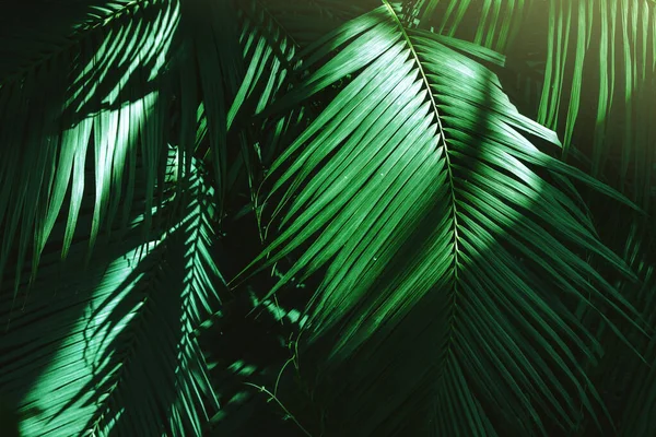 Tree Palm Levelek Minta Természet Háttér Gyönyörű Páfrány Trópusi Levelek — Stock Fotó