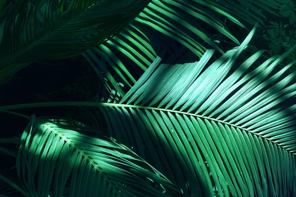 Boom Palm Bladeren Patroon Voor Natuur Achtergrond Prachtig Van Varens — Stockfoto