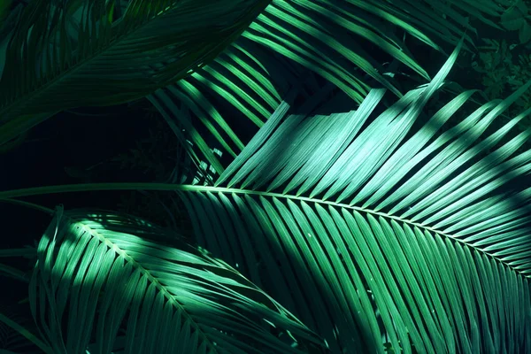 Tree Palm Leafs Muster Für Die Natur Hintergrund Schöne Tropische Stockbild