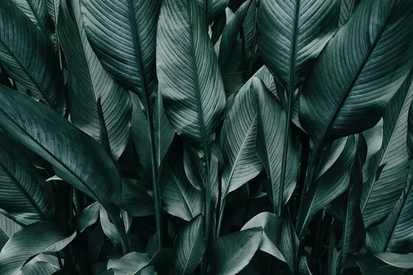 Trópusi Banánlevél Textúra Nagy Pálma Lombozat Természet Sötétzöld Háttér — Stock Fotó