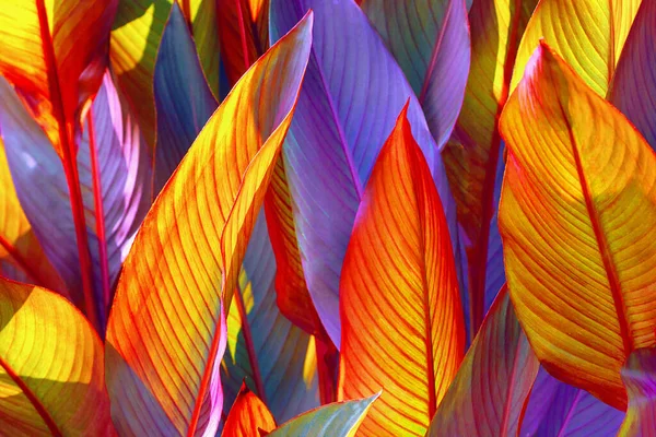 red, violet and yellow large leaf, tropics. Floral background