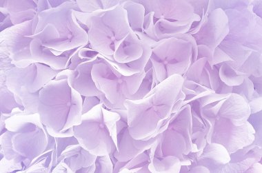 Güzel mor ortanca çiçek arka plan. Doğal renk