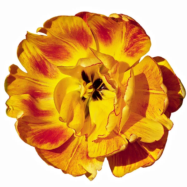 Variedade amarelo-vermelho terry início tulipa com listras vermelhas — Fotografia de Stock