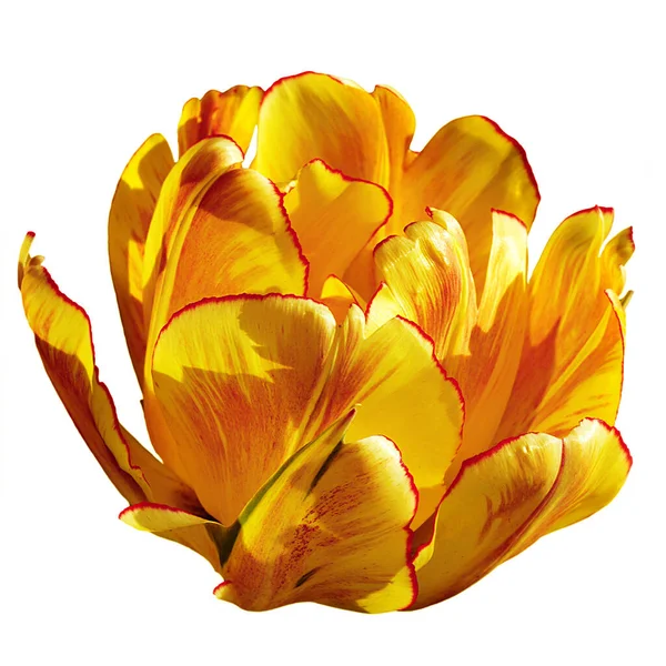 Variedade amarelo-vermelho terry início tulipa com listras vermelhas — Fotografia de Stock