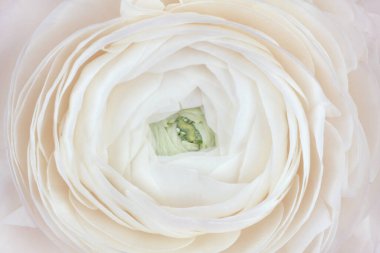 Amazing white ranunculuses.White ranunculus background, backdrop for your design.
