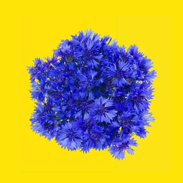Szczelnie niebieskie kwiaty chabry na żółtym tle. Tło kwiatowe. — Zdjęcie stockowe