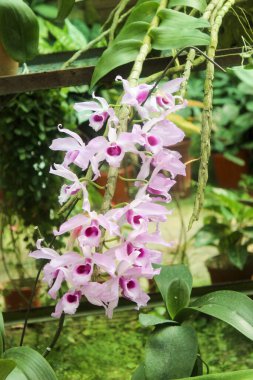 Orqudeas en parque, verde  blanco y rosado