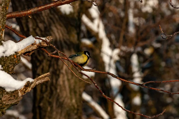 Tit Winter Day Forest Samarskaya Luka National Park — 图库照片