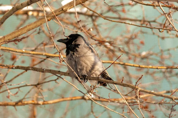 A crow in the city park on a frosty January day!