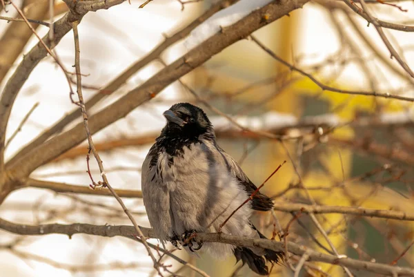 A crow in the city park on a frosty January day!