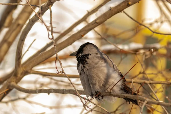 A crow in the city park on a frosty January day!