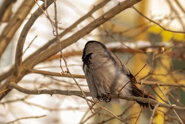 Crow City Park Frosty January Day — Zdjęcie stockowe