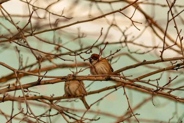 Sparrow Winter Day Forest Samarskaya Luka National Park — Stock Photo, Image