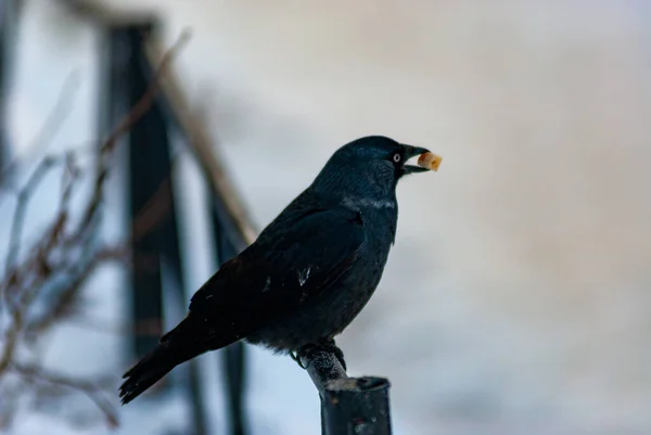 A crow in the city park on a frosty January day!