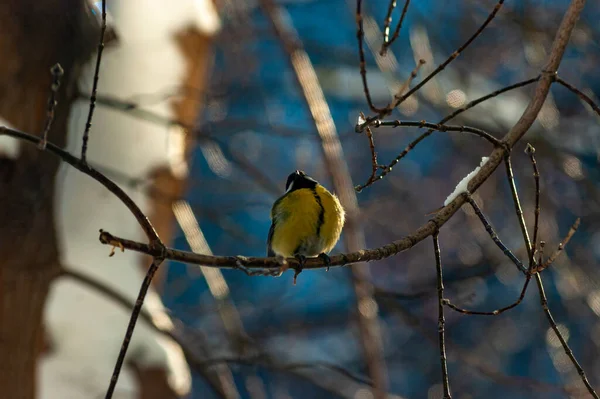 A tit in the city park on a frosty January day!