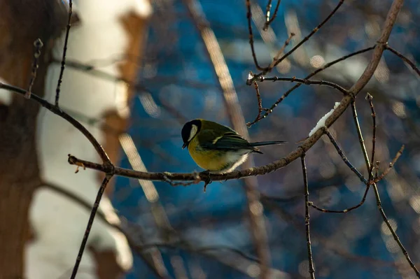 A tit in the city park on a frosty January day!
