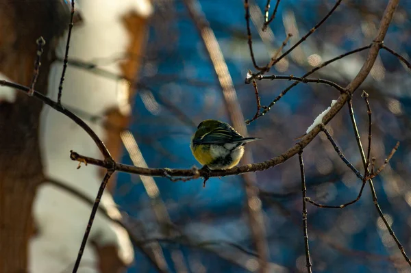 Tit City Park Frosty January Day — Stockfoto