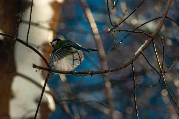 Tit City Park Frosty January Day — Zdjęcie stockowe