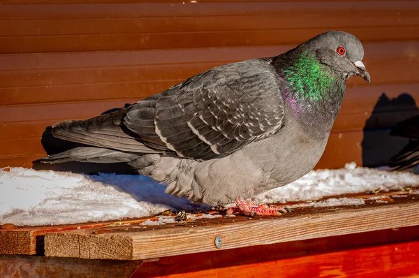 A dove in the city park on a frosty January day!